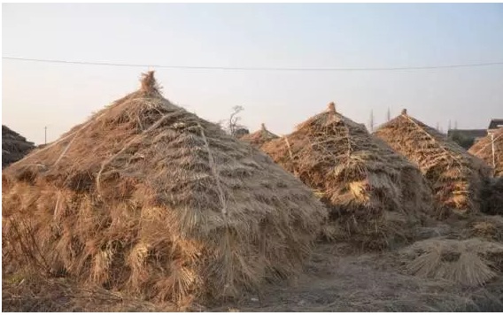 《生物質燃料是否清潔能源 各方辯論激烈》2.jpg 《生物質燃料是否清潔能源 各方辯論激烈》2.jpg